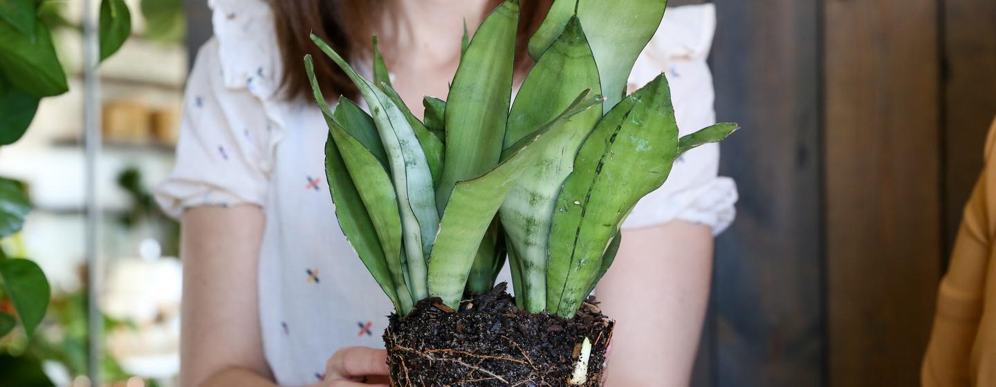 How To Propagate Indoor Plants